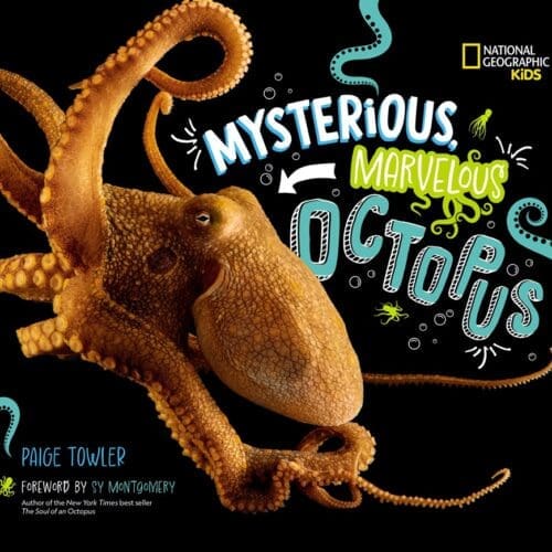Mysterious, Marvelous Octopus