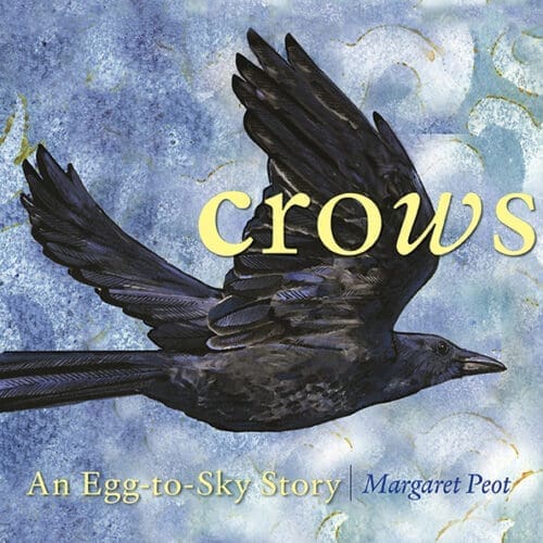 Crows: An Egg-to-Sky Story