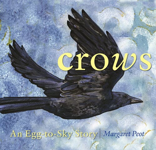 Crows: An Egg-to-Sky Story