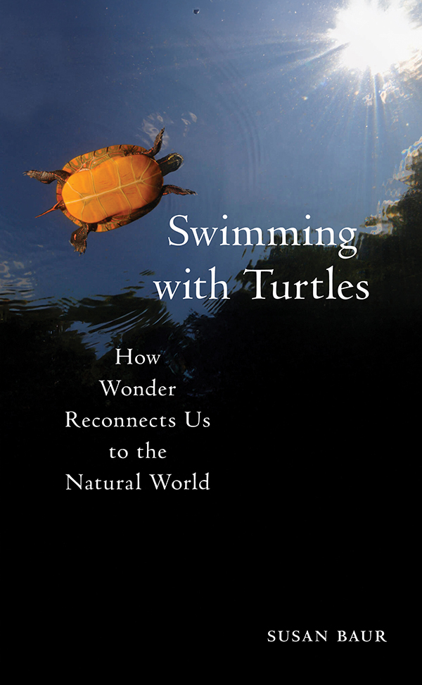 Swimming With Turtles: How Wonder Reconnects Us to the Natural World